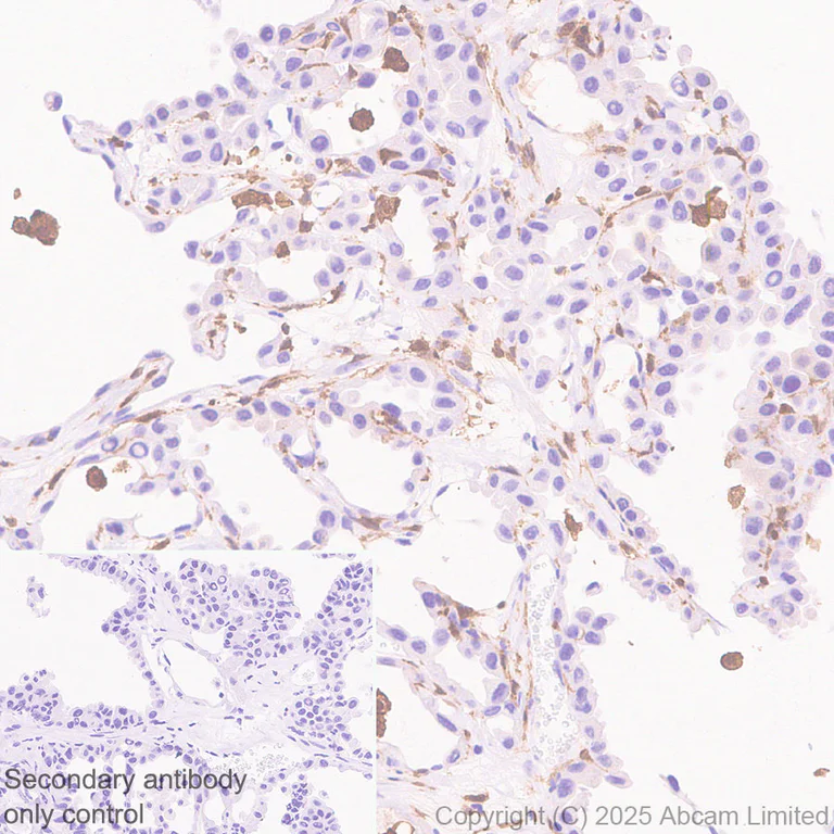 Immunohistochemistry (Formalin/PFA-fixed paraffin-embedded sections) - Anti-NCF1/p47-phox antibody [EPR29939-21] (AB325129)