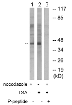 Western blot - Anti-NCF1/p47-phox (phospho S359) antibody (AB74095)