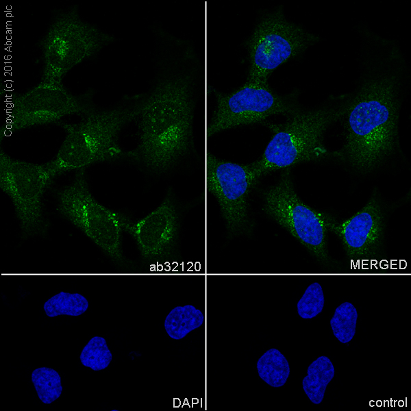 Immunocytochemistry/ Immunofluorescence - Anti-Nck antibody [Y531] (AB32120), expandable thumbnail