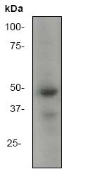 Western blot - Anti-Nck antibody [Y531] (AB32120), expandable thumbnail