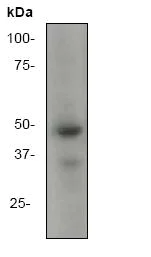 Western blot - Anti-Nck antibody [Y531] (AB32120)