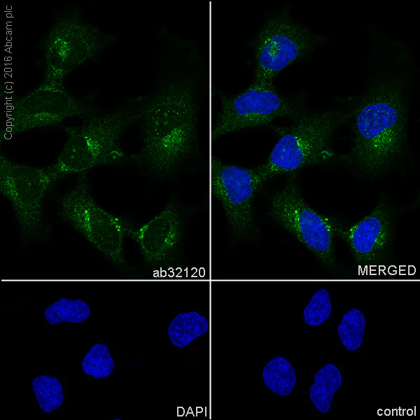 Immunocytochemistry/ Immunofluorescence - Anti-Nck antibody [Y531] - BSA and Azide free (AB235389)