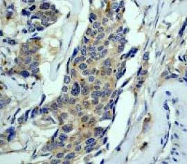 Immunohistochemistry (Formalin/PFA-fixed paraffin-embedded sections) - Anti-Nck antibody [Y531] - BSA and Azide free (AB235389)