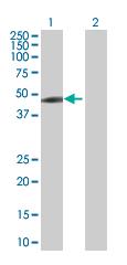 Western blot - Nck overexpression 293T lysate (whole cell) (AB94184)