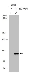 Western blot - Anti-NCKAP1 antibody (AB126061)