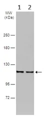 Western blot - Anti-NCKAP1 antibody (AB126061)