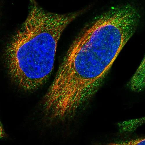 Immunocytochemistry/ Immunofluorescence - Anti-NCKAP1 antibody (AB244383)