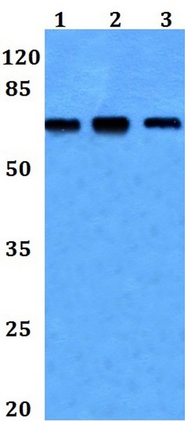 Western blot - Anti-NCKX2 antibody (AB192419)