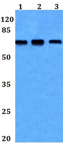 Western blot - Anti-NCKX2 antibody (AB192419)