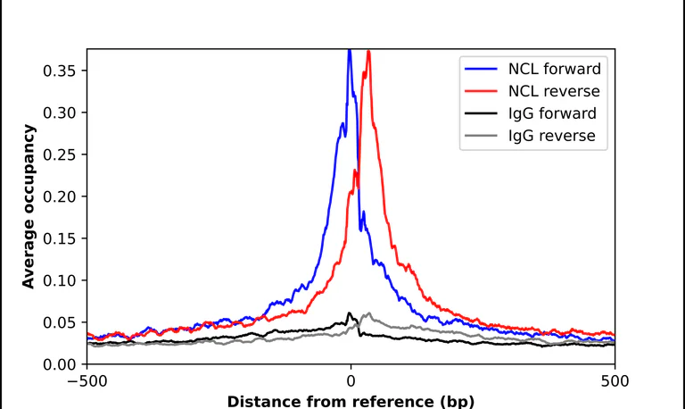 ChIP - Anti-NCL Antibody (AB327202)