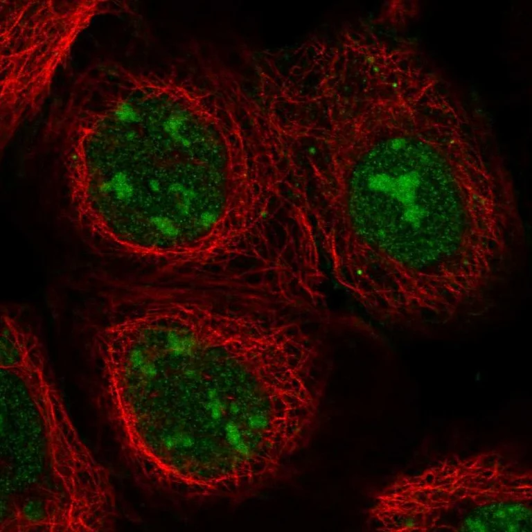 Immunocytochemistry/ Immunofluorescence - Anti-NCL Antibody (AB327202)