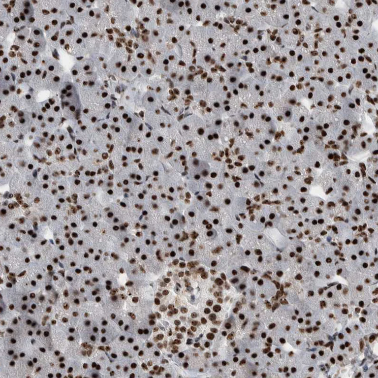 Immunohistochemistry (Formalin/PFA-fixed paraffin-embedded sections) - Anti-NCL Antibody (AB327202)
