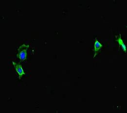 Immunocytochemistry/ Immunofluorescence - Anti-NCM antibody (AB234709)