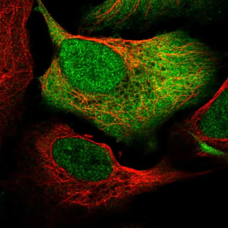 Immunocytochemistry/ Immunofluorescence - Anti-NCOA1 Antibody (AB327274)