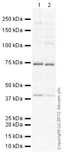 Western blot - Anti-NCOA4 antibody [439CT10.1.2] (AB62495)