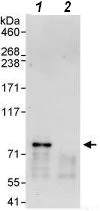 Immunoprecipitation - Anti-NCOA4 antibody (AB86707)