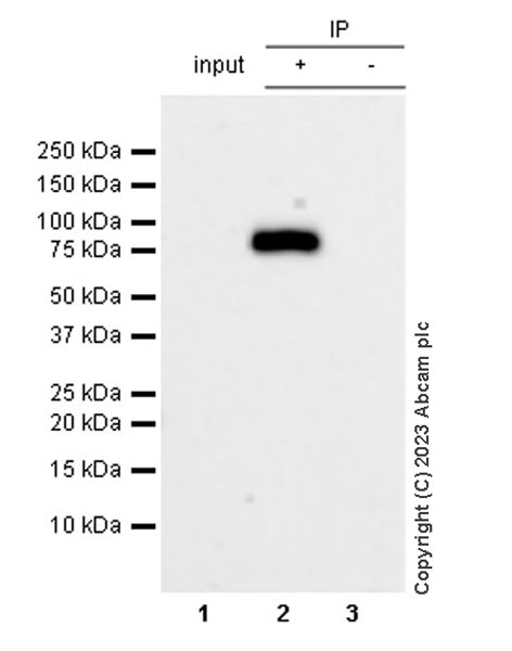 Immunoprecipitation - Anti-NCOA4 antibody [EPR28511-12] (AB314553), expandable thumbnail