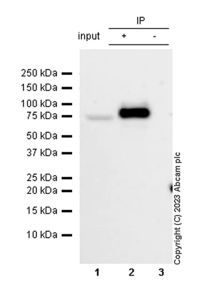 Immunoprecipitation - Anti-NCOA4 antibody [EPR28511-12] - BSA and Azide free (AB314554)