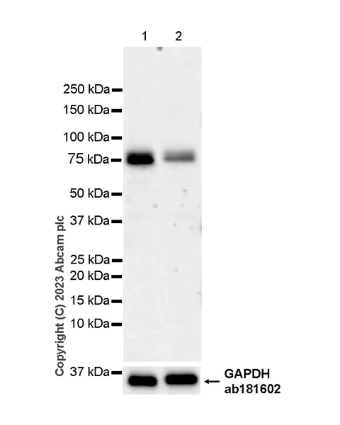 Western blot - Anti-NCOA4 antibody [EPR28511-12] - BSA and Azide free (AB314554)