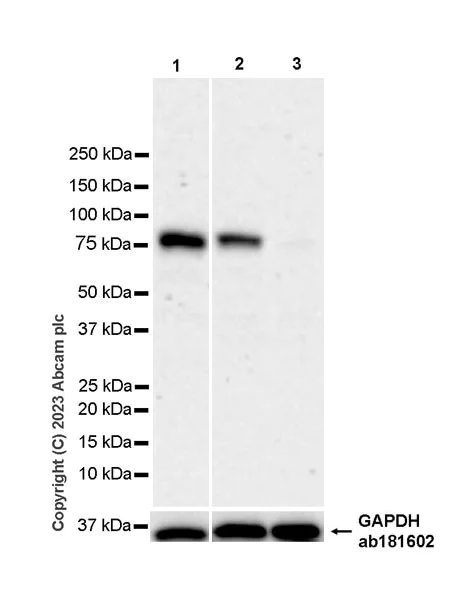 Western blot - Anti-NCOA4 antibody [EPR28511-12] - BSA and Azide free (AB314554)