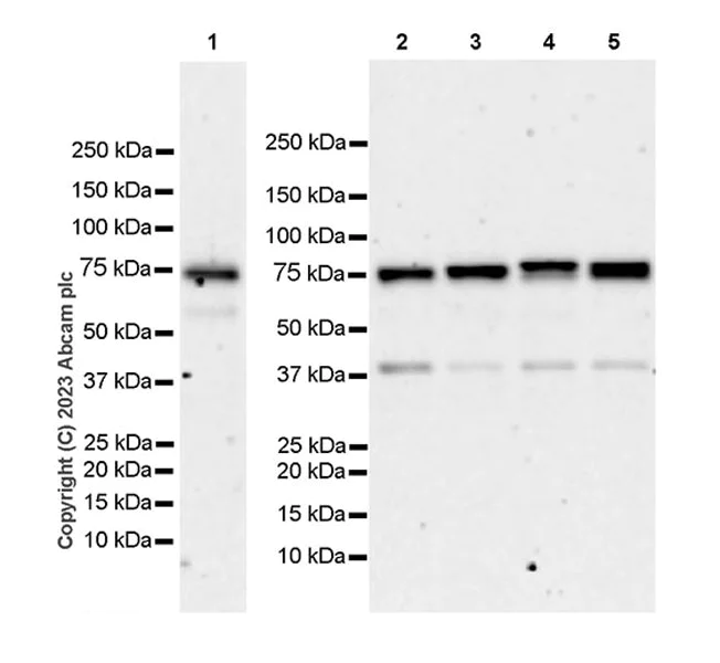 Western blot - Anti-NCOA4 antibody [EPR28511-12] - BSA and Azide free (AB314554)