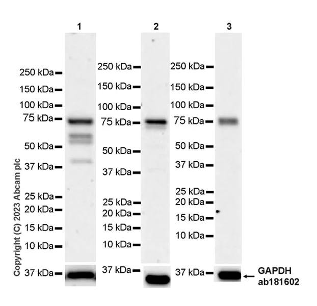 Western blot - Anti-NCOA4 antibody [EPR28511-12] - BSA and Azide free (AB314554)