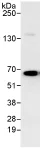 Immunoprecipitation - Anti-NCOA62/SNW1 antibody (AB70827)