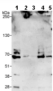 Western blot - Anti-NCOA62/SNW1 antibody (AB70827)