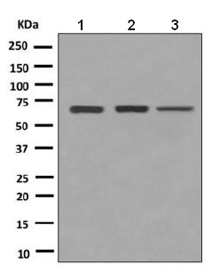Western blot - Anti-NCOA62/SNW1 antibody [EPR9988(B)] - BSA and Azide free (AB249000)