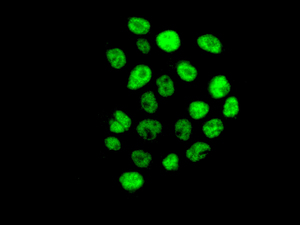 Immunocytochemistry/ Immunofluorescence - Anti-NCOA62/SNW1 antibody [EPR9989(B)] (AB167165)