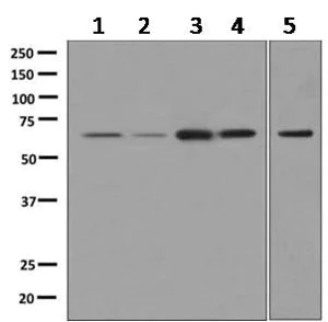 Western blot - Anti-NCOA62/SNW1 antibody [EPR9989(B)] - BSA and Azide free (AB249407)