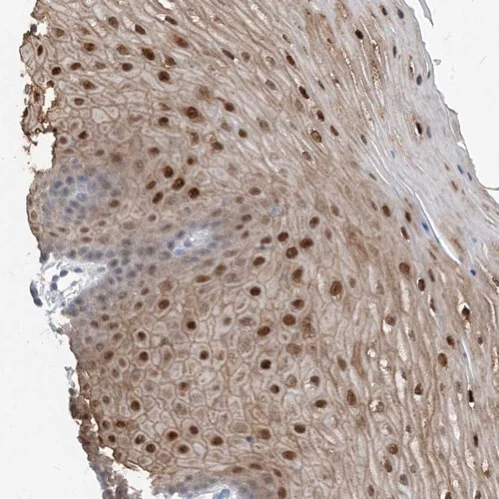 Immunohistochemistry (Formalin/PFA-fixed paraffin-embedded sections) - Anti-NCOA7 antibody (AB224481)