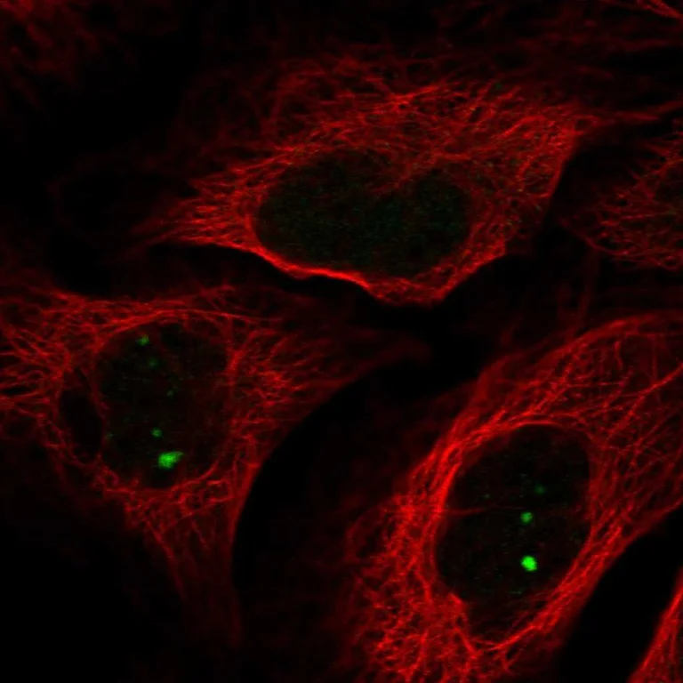 Immunocytochemistry/ Immunofluorescence - Anti-NCOA7 antibody (AB254732)
