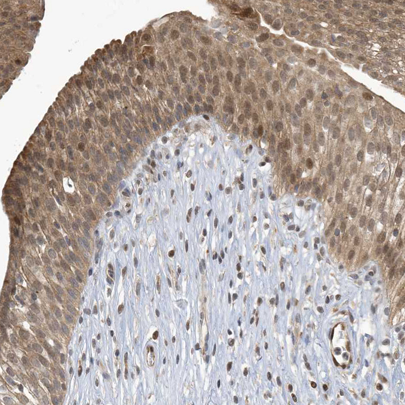 Immunohistochemistry (Formalin/PFA-fixed paraffin-embedded sections) - Anti-NCOA7 antibody (AB254732)