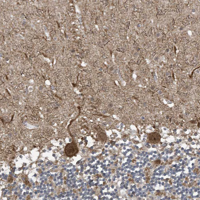 Immunohistochemistry (Formalin/PFA-fixed paraffin-embedded sections) - Anti-NCOA7 antibody (AB254732)