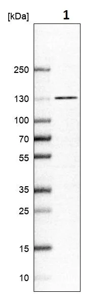 Western blot - Anti-NCOA7 antibody (AB254732)