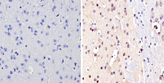Immunohistochemistry (Formalin/PFA-fixed paraffin-embedded sections) - Anti-NCOR2/SMRT antibody (AB5802), expandable thumbnail