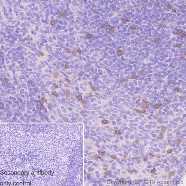 Immunohistochemistry (Formalin/PFA-fixed paraffin-embedded sections) - Anti-NCR1 antibody [EPR23097-35] (AB233558), expandable thumbnail