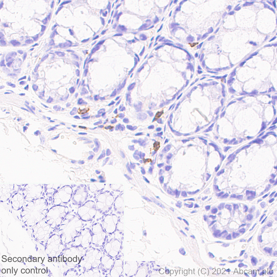 Immunohistochemistry (Formalin/PFA-fixed paraffin-embedded sections) - Anti-NCR1 antibody [mNCR1.05] - BSA and Azide free (AB283517), expandable thumbnail