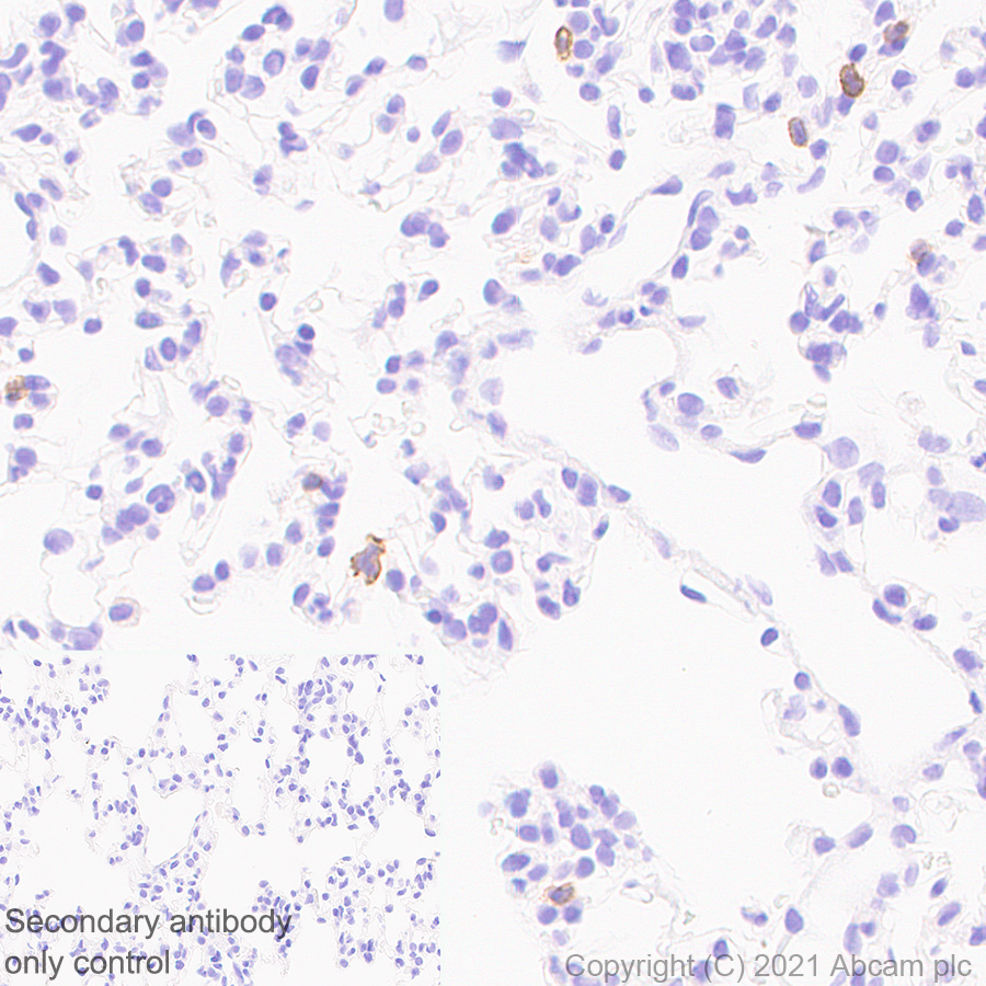Immunohistochemistry (Formalin/PFA-fixed paraffin-embedded sections) - Anti-NCR1 antibody [mNCR1.05] - BSA and Azide free (AB283517), expandable thumbnail