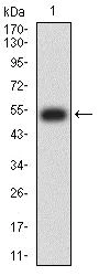 Western blot - Anti-NCR1/NKp46 antibody [2B11E12] (AB233808)
