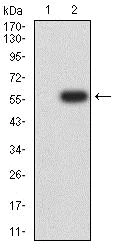 Western blot - Anti-NCR1/NKp46 antibody [2B11E12] (AB233808)