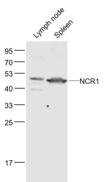 Western blot - Anti-NCR1/NKp46 antibody (AB214468)