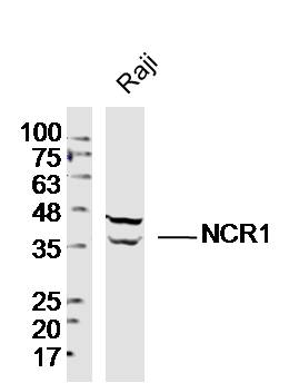 Western blot - Anti-NCR1/NKp46 antibody (AB214468)