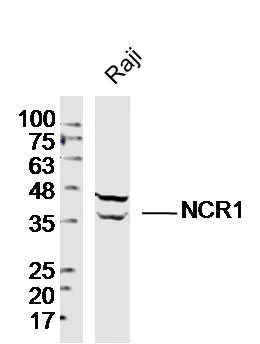 Western blot - Anti-NCR1/NKp46 antibody (AB214468)
