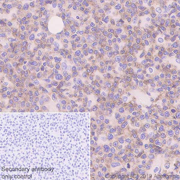 Immunohistochemistry (Formalin/PFA-fixed paraffin-embedded sections) - Anti-NCR1/NKp46 antibody [EPR22403-57] - BSA and Azide free (AB254209)