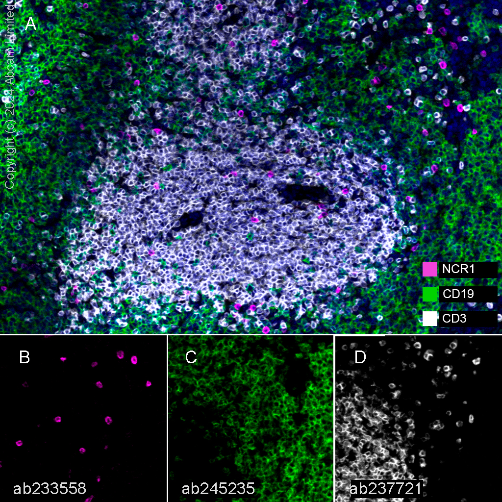 Multiplex immunohistochemistry - Anti-NCR1/NKp46 antibody [EPR23097-35] - BSA and Azide free (AB267792)