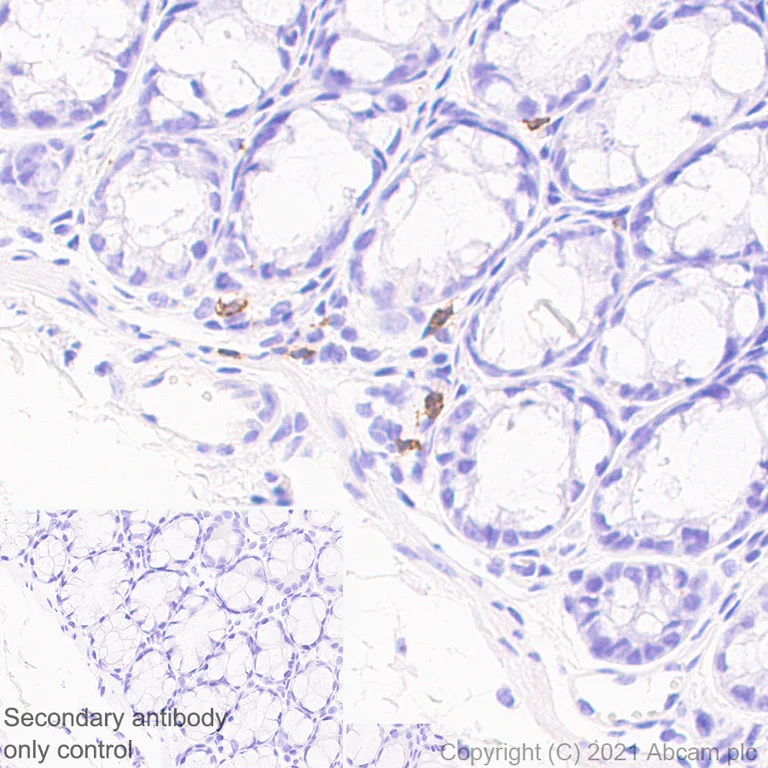 Immunohistochemistry (Formalin/PFA-fixed paraffin-embedded sections) - Anti-NCR1/NKp46 antibody [mNCR1.05] (AB283505)