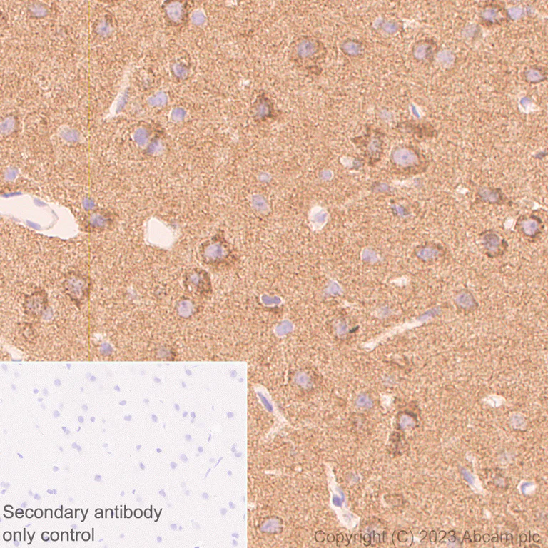 Immunohistochemistry (Formalin/PFA-fixed paraffin-embedded sections) - Anti-NCS1 antibody [EPR7699] (AB129166)