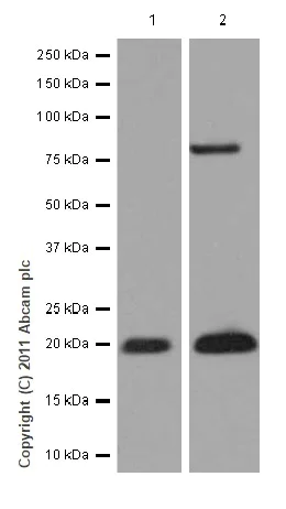 Western blot - Anti-NCS1 antibody [EPR7699] (AB129166)